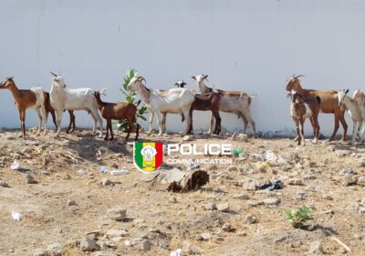 KAOLACK : La police démantèle un réseau de voleurs de bétail entre Koutal et Keur Madiabel Trois individus interpellés après plusieurs semaines d’enquête